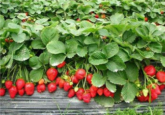 草莓是幾月份的水果？吃草莓可以美白嗎？