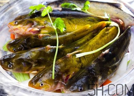 黃骨魚是發(fā)物嗎？黃骨魚是什么魚？