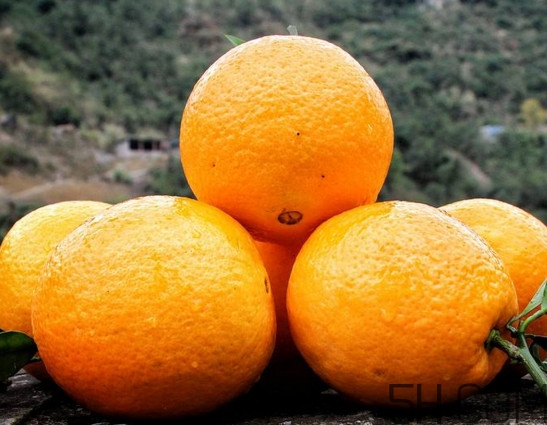 褚橙真的那么好吃嗎？褚橙哪里可以買到