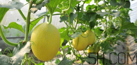 哈密瓜怎么挑選好吃？切開的哈密瓜怎么保存？