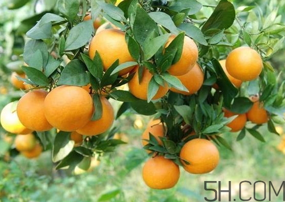 褚橙是冰糖橙嗎？冰糖橙和褚橙有什么區(qū)別