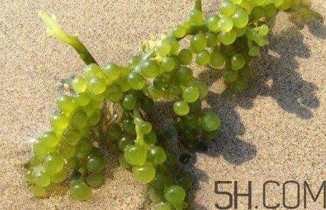 海葡萄有什么功效？海葡萄人工養(yǎng)殖條件