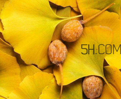 銀杏果為什么臭 銀杏果臭味怎么去除 銀杏果為什么臭 銀杏果臭味怎么去除