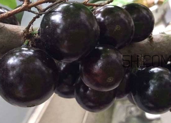 嘉寶果幾年結(jié)果？嘉寶果好吃嗎