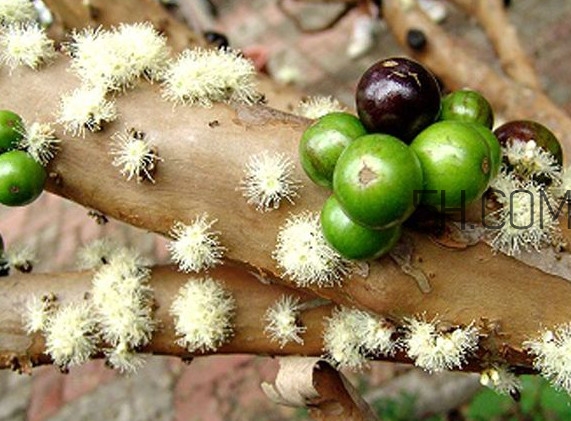 嘉寶果怎么吃？嘉寶果什么時(shí)候種植