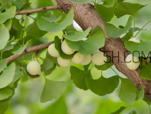 銀杏果能治什么病 銀杏果能治高血壓嗎 銀杏果能治什么病 銀杏果能治高血壓嗎