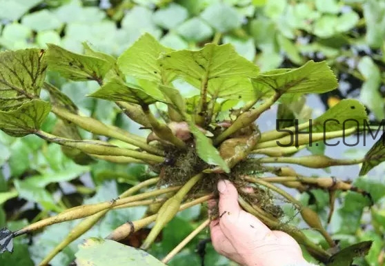 菱角好吃嗎？菱角長在什么地方