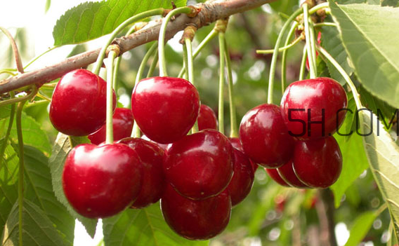 櫻桃是涼性還是熱性？櫻桃不能和什么一起吃？