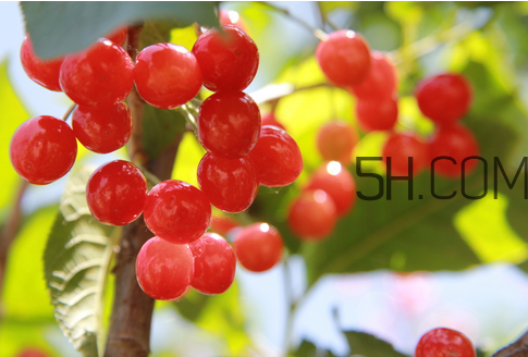 櫻桃是涼性還是熱性？櫻桃不能和什么一起吃？