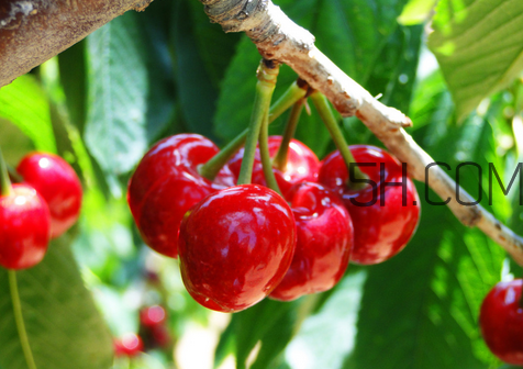 櫻桃可以天天吃嗎？櫻桃的營(yíng)養(yǎng)價(jià)值