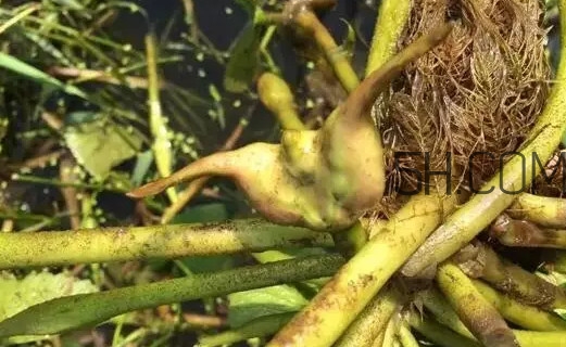 菱角好吃嗎？菱角長在什么地方