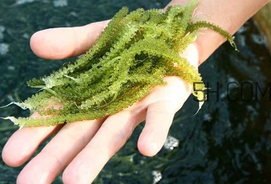 海葡萄怎么保存？海葡萄都有那些吃法