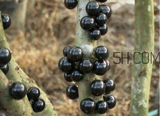 嘉寶果幾年結(jié)果？嘉寶果好吃嗎