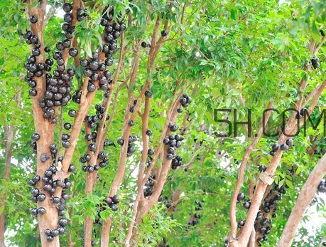 嘉寶果怎么吃？嘉寶果什么時(shí)候種植