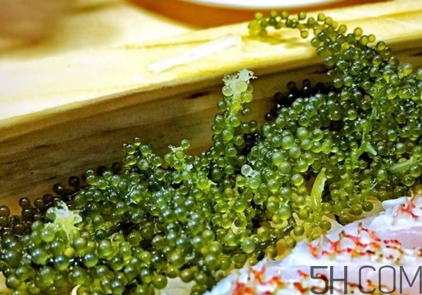 海葡萄有什么功效？海葡萄人工養(yǎng)殖條件