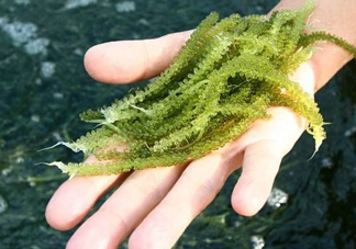 海葡萄怎么保存？海葡萄都有那些吃法