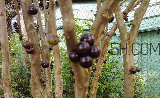 嘉寶果幾年結(jié)果？嘉寶果好吃嗎