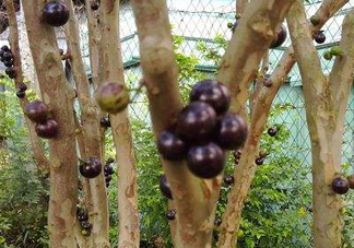 嘉寶果幾年結(jié)果？嘉寶果好吃嗎