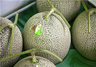 怎么看哈密瓜是否成熟？哈密瓜和牛奶能同時吃嗎？