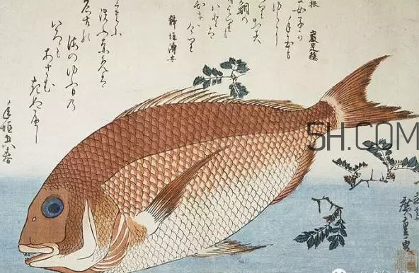 鯛魚是什么魚？鯛魚是什么樣子的