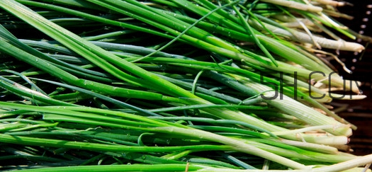 如何挑選新鮮的韭菜？野韭菜與韭菜的區(qū)別
