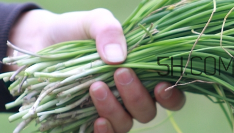 如何挑選新鮮的韭菜？野韭菜與韭菜的區(qū)別