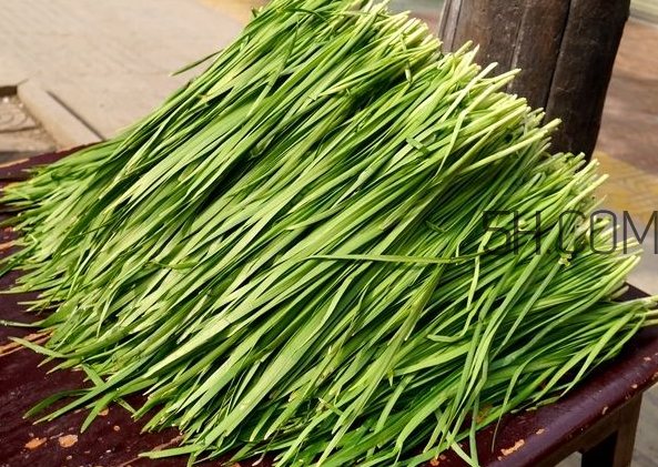 立秋后可以種韭菜嗎？怎樣種韭菜？