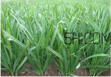 韭菜種植條件有哪些？韭黃和韭菜的區(qū)別