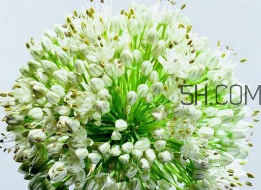 什么人不能吃韭菜花？肝火旺可以吃韭菜嗎？