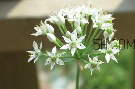 什么人不能吃韭菜花？肝火旺可以吃韭菜嗎？