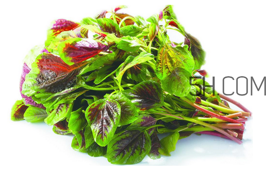 莧菜為什么是紅的？莧菜是涼性的嗎？