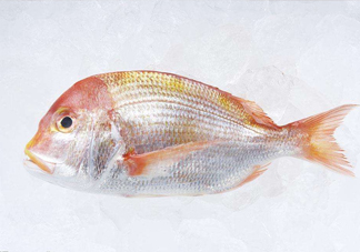 鯛魚(yú)是什么魚(yú)？鯛魚(yú)是什么樣子的