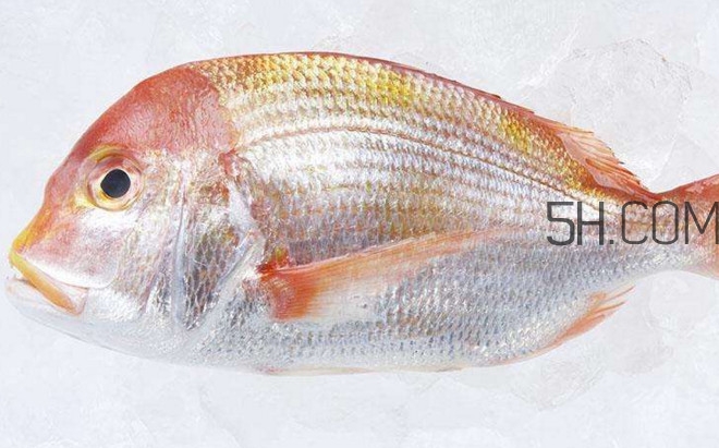 鯛魚是什么魚？鯛魚是什么樣子的