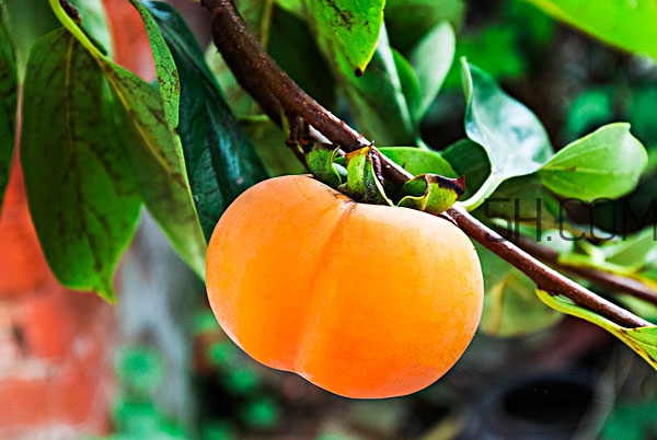 柿子葉祛斑是真的嗎 柿子葉怎么祛斑 柿子葉祛斑是真的嗎 柿子葉怎么祛斑