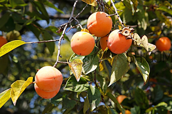 柿子葉祛斑是真的嗎 柿子葉怎么祛斑 柿子葉祛斑是真的嗎 柿子葉怎么祛斑