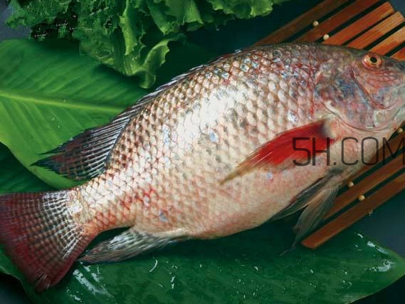 鯛魚刺身有寄生蟲嗎？鯛魚是羅非魚嗎