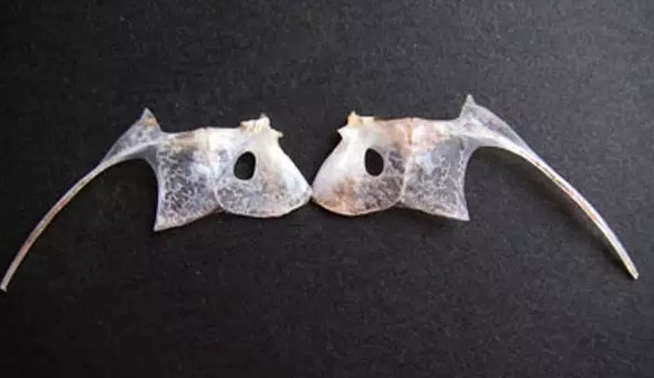 鯛魚多少錢一斤？鯛魚魚骨有什么營養(yǎng)價值