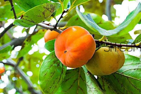 柿子葉祛斑是真的嗎 柿子葉怎么祛斑 柿子葉祛斑是真的嗎 柿子葉怎么祛斑