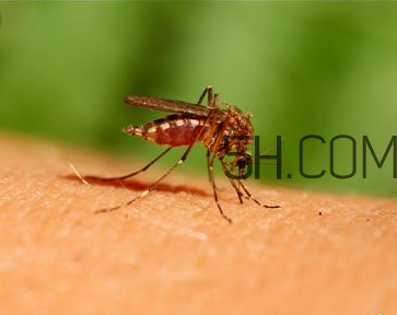 嬰兒肚臍眼鼓出來是怎么回事？蚊蟲叮咬嬰兒應(yīng)該怎么辦？