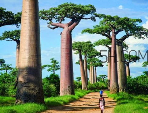 猴面包樹(shù)果實(shí)好吃嗎？猴面包樹(shù)果實(shí)怎么吃