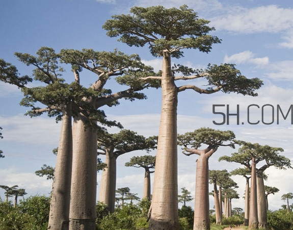 猴面包樹生長在哪里？猴面包樹名字的由來