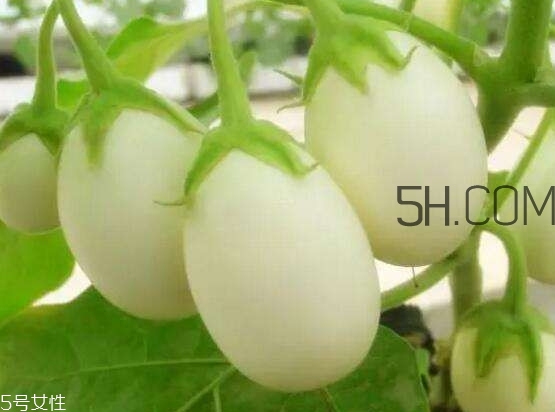 蛋樹果實可以吃嗎？蛋樹長什么樣