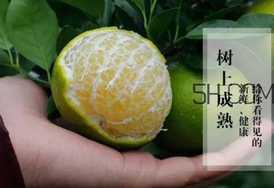 皇帝柑是橘子嗎？皇帝柑怎么保存