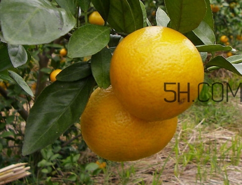 皇帝柑什么時候成熟？皇帝柑什么人不能吃