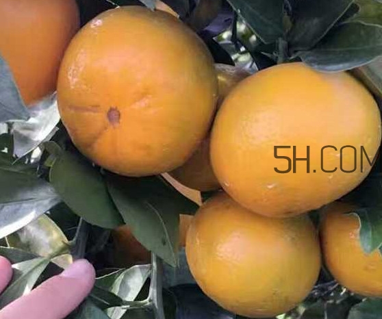 種皇帝柑1棵成本多少？皇帝柑怎么種植