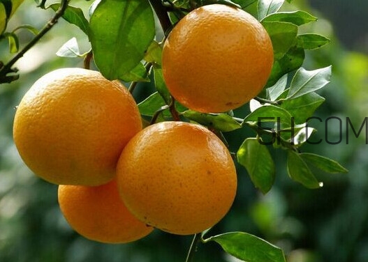 皇妃貢柑和皇帝柑有什么不同？皇帝柑的熱量是多少