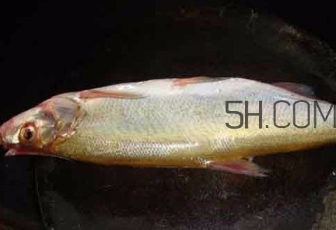 刁子魚是什么魚？刁子魚是翹嘴鲌嗎