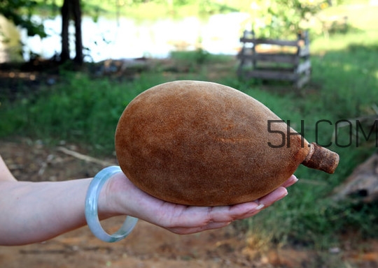 猴面包樹和面包樹是同一種植物嗎？猴面包樹能在北方種植嗎