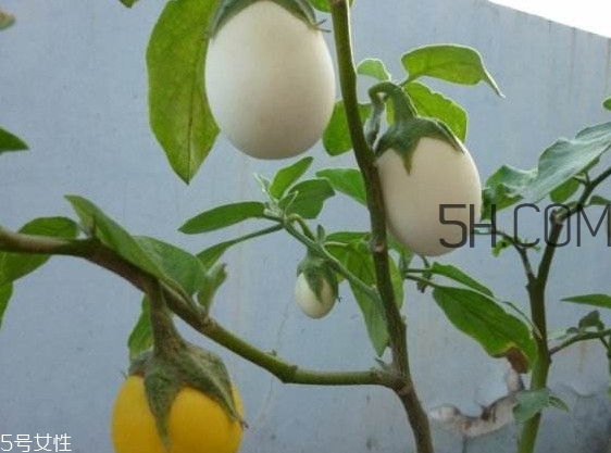 蛋樹果實可以吃嗎？蛋樹長什么樣