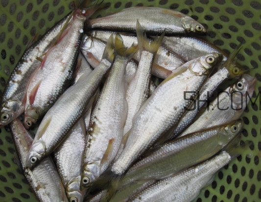 刁子魚是什么魚？刁子魚是翹嘴鲌嗎